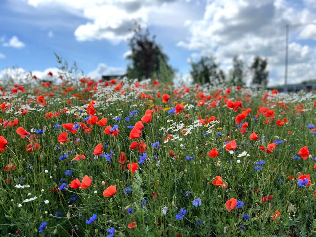 Blomsteräng med vallmo, blåklint och prästkrage