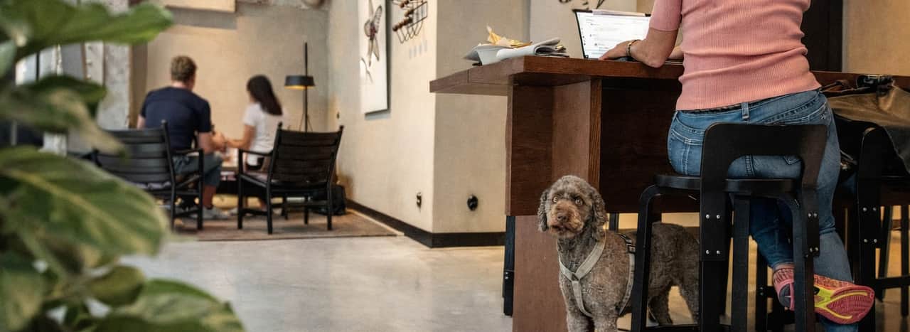 Möte med hund och grönska