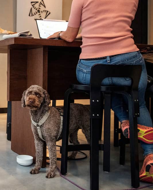 En person arbetar vid sitt skrivbord med en hund bredvid