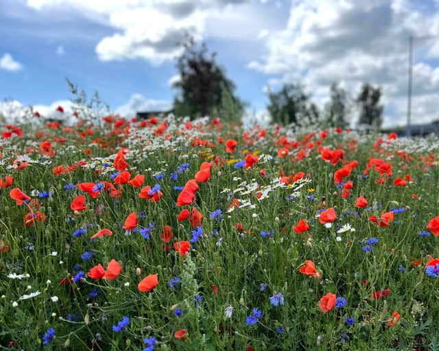 Blomsteräng med vallmo, blåklint och prästkrage