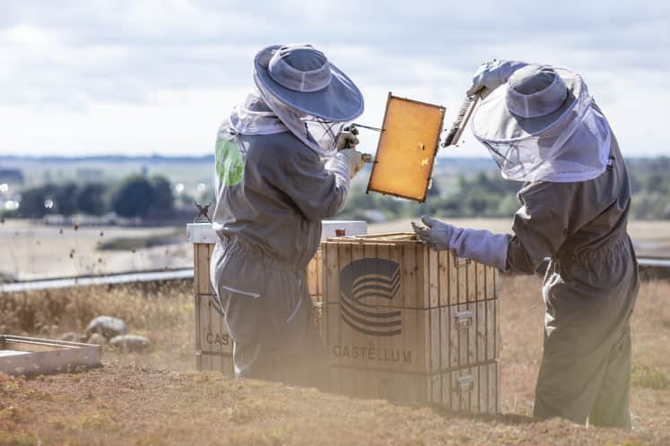 Två biskötare på tak med bikupor.