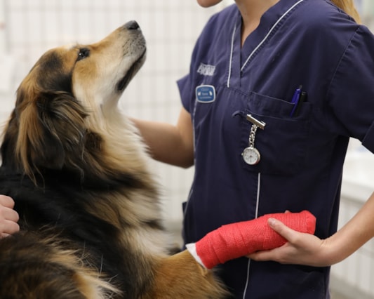 Veterinär med hund.