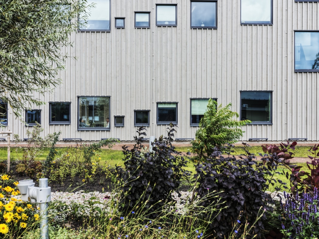 Raingarden