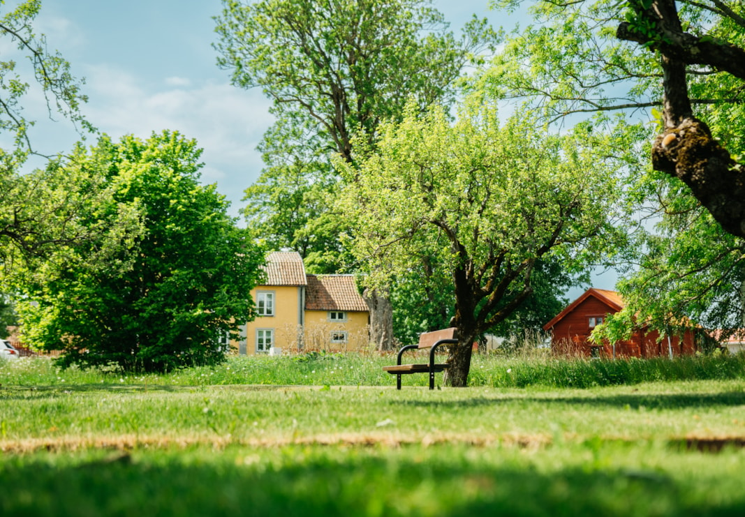 Grön trädgård med sittbänk