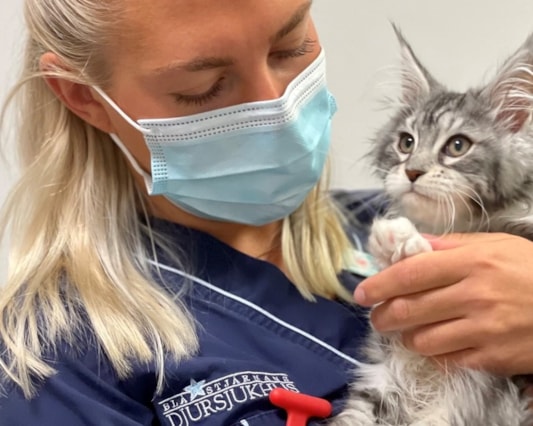 Veterinär med katt.