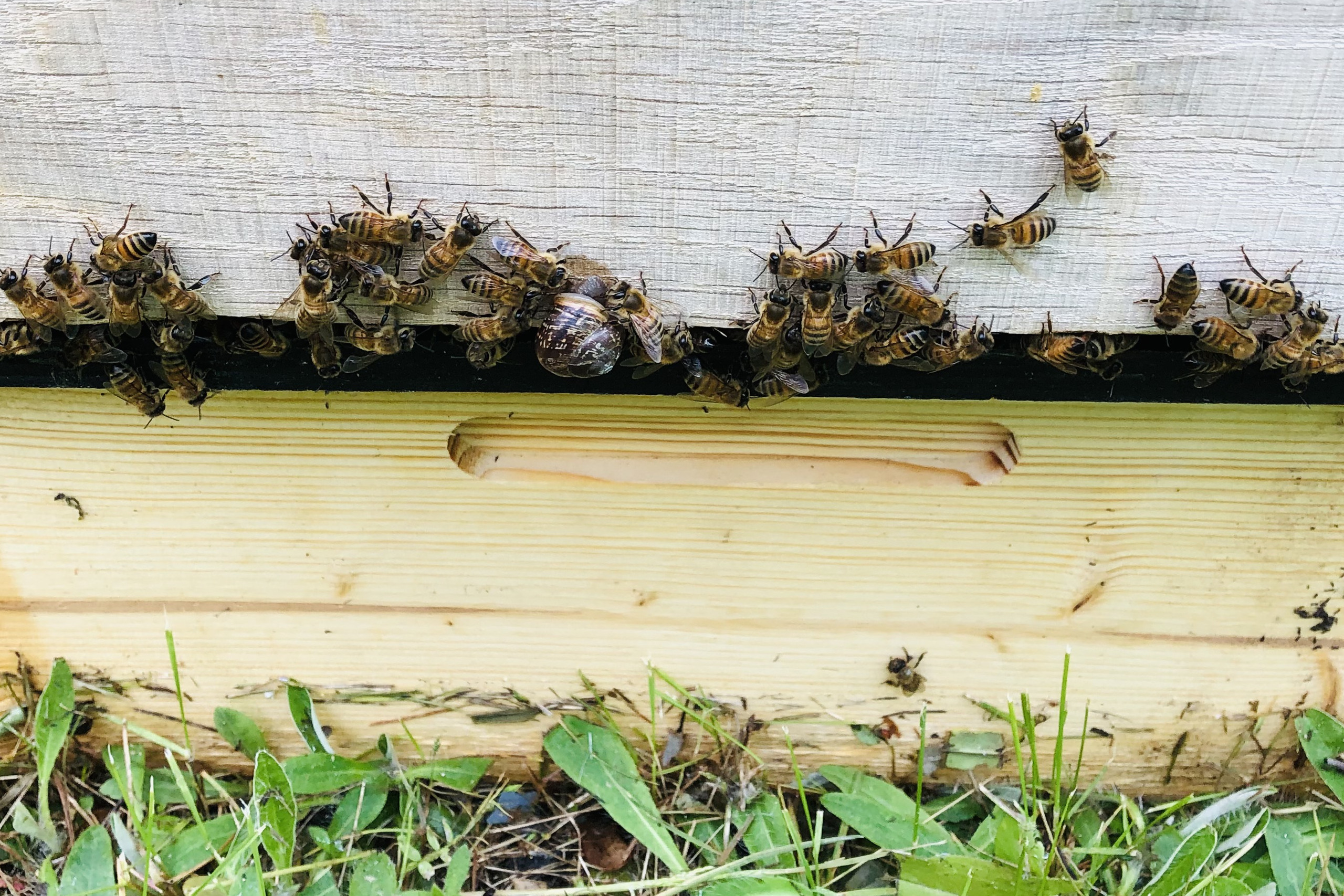 Närbild på bin utanpå bikupa.