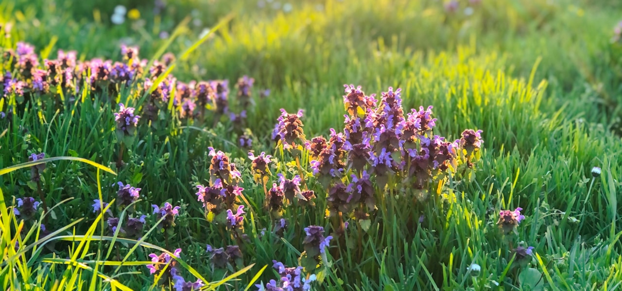 Lila blommor på en grön sommaräng i solnedgång.