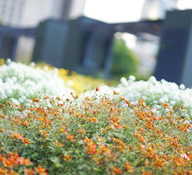 Blommor på takterrass.
