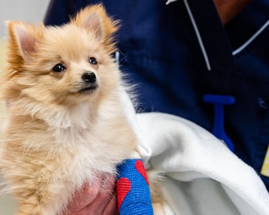 Veterinär med hund.
